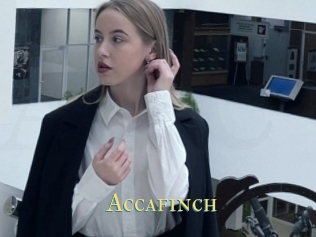 Accafinch